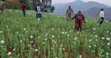 पुरोला पुलिस, SOG व राजस्व की टीम द्वारा 160 नाली भू-भाग पर अवैध अफीम की खेती को किया गया नष्ट, अफीम की खेती करने वाले 4 लोगों पर एफआईआऱ दर्ज