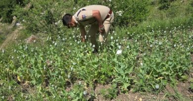 जनपद के सीमांत क्षेत्र त्यूनी में पुलिस द्वारा 0.012 हैक्टर भूमि पर अवैध रूप से की जा रही अफीम की खेती को किया नष्ट