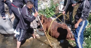 गाय को फायर की टीम व स्थानीय लोगों के सहयोग से किया गया सुरक्षित रेस्क्यू