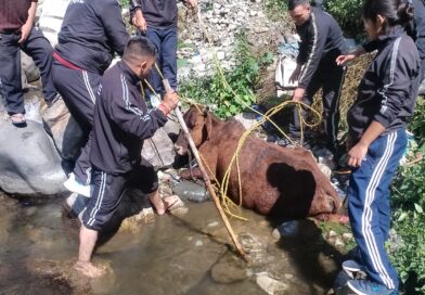 गाय को फायर की टीम व स्थानीय लोगों के सहयोग से किया गया सुरक्षित रेस्क्यू