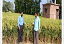 हाइब्रिड धान बीजों ने बदली किसानों की तस्वीर, 45 से 62 कुंतल तक पहुंची धान उपज