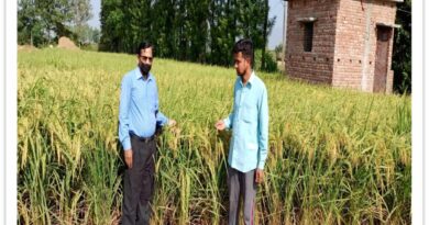 हाइब्रिड धान बीजों ने बदली किसानों की तस्वीर, 45 से 62 कुंतल तक पहुंची धान उपज