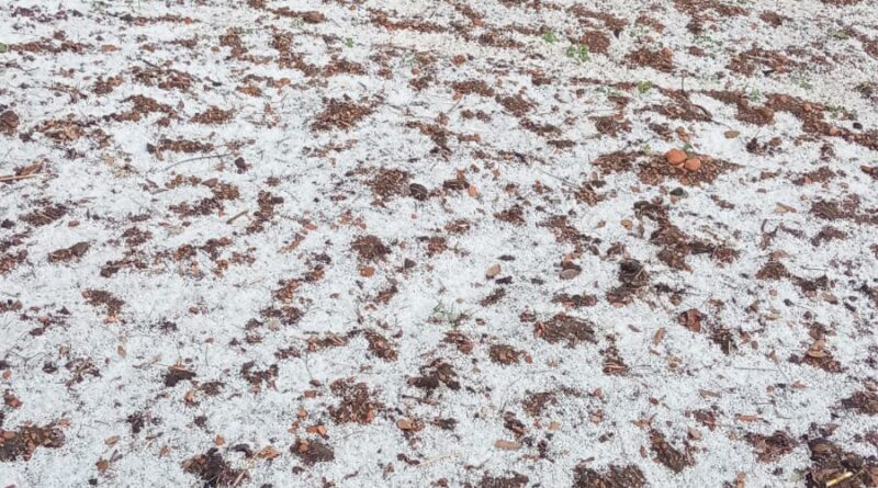 प्रतापनगर विधानसभा क्षेत्र में कुदरत का कहर, ओलावृष्टि से किसानों की मेहनत हुई तबाह 